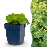 Green Boutiq - Vasteplant - Alchemilla mollis - Vrouwenmantel - Bodembedekkend - Geel - 6 Planten - Pot 11cm - Hoogte 15-25cm