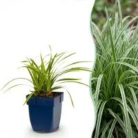 Green Boutiq - Grassen - Carex morrowii Ice Dance - Japanse Zegge - Groenblijvend - Creme-Groen - 6 Planten - Pot 11cm - Hoogte 15-25cm