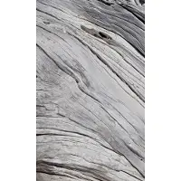 Dimex Fotobehang - Tree Texture 150x250cm - Vliesbehang
