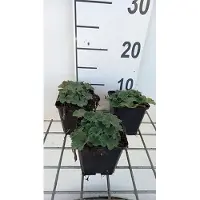 GRDplanten 6x Vrouwenmantel - Alchemilla erythropoda | pot 9 x 9 cm