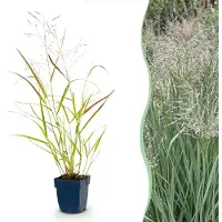 Green Boutiq - Grassen - Panicum virg. Heavy Metal - Prairiegraan - Met Pluim - Blauw - 1 Plant - Pot 11cm - Hoogte 15-25cm