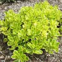 Arborix 6 x Sedum Kamtschaticum - Vetkruid pot 9x9cm