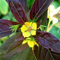Arborix 6 x Lysimachia Ciliata 'Firecracker' - Wederik pot 9x9cm