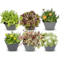 Green Boutiq - 6x Alpine mix - Alpiene mengsel - Diversen - Vaste plant - Ø7cm - 10-12cm