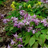 Arborix 6 x Epimedium Grandiflorum 'Lilafee' - Elfenbloem pot 9x9cm
