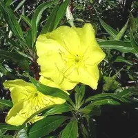 Arborix 6 x Oenothera Macrocarpa - Teunisbloem Pot 9x9 cm - Geelbloeiende Nachtbloeier