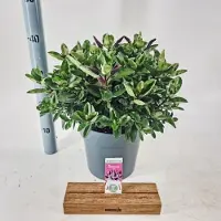 GRDplanten Hebe Donna 'Blue' (Addenda) - Struikveronica | 30-40 cm in pot 5 liter