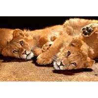 Dimex Fotobehang - Young Lions 375x250cm - Vliesbehang