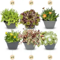 Green Boutiq - 24x Alpine mix - Alpiene mengsel - Diversen - Vaste plant - Ø7cm - 10-12cm