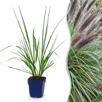 Green Boutiq - Grassen - Pennisetum alop. Black Beauty - Lampenpoetsergras - Met Pluim - Groen - 6 Planten - Pot 11cm - Hoogte 15-25cm