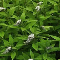Arborix 6 x Lysimachia Clethroides - Wederik pot 9x9cm