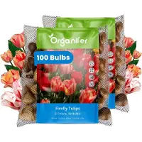 Organifer Tulpenbollen - 100 Bloembollen - Firefly - Spryng Tide & Break Kleurenmix -