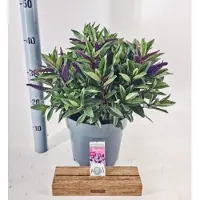 GRDplanten Hebe Donna 'Purple' (Addenda) - Struikveronica | 30-40 cm in pot 5 liter