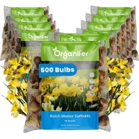 Organifer Narcissenbollen - 500 Bloembollen - Dutch Master - Goudgele Trompetbloemen -