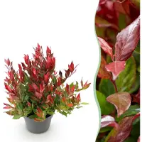Green Boutiq - Tuinplant - Leucothoe Little Flame - Rood - 1 Plant - Groenblijvend - Weinig Onderhoud - Pot 17cm Hoogte 35 - 45cm