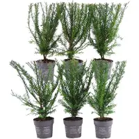 Plants by Frank | 6 Venijnboom | 6 x Taxus Baccata | 13 cm Ø | 25 cm ↨ | haagplanten | haag planten | winterharde haagplanten | Tuinplanten