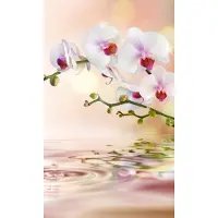 Dimex Fotobehang - White Orchid 150x250cm - Vliesbehang