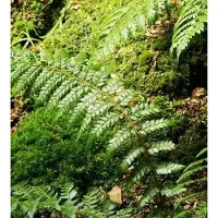 Arborix 6 x Polystichum Braunii - Schildvaren pot 9x9 cm- Winterharde Varen
