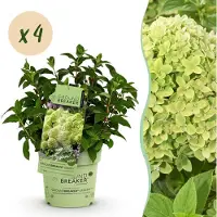 Green Boutiq - Tuinplant - Hydrangea panniculata Groundbreaker Greeny - Pluimhortensia - Winterhard - Creme - 4 Planten - Pot 14cm -Hoogte 20-25cm