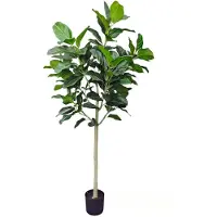 PrettyPlants Ficus Audrey 210cm Deluxe