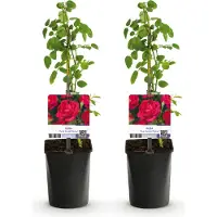 Green Boutiq - Klimroos - Rosa Paul Scarlet Climber - Bloem Rood - Weinig onderhoud - 2 planten - Pot 11cm Hoogte 40cm