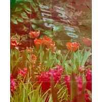 IXXI They Never Said Anything About Flowers, Amber Lauder - 80 x 100 cm - Grote wanddecoratie en posters - Gemengde Technieken, Trap, Gang, Tulpen