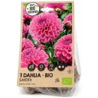 Florex - dahlia - bio-sandra