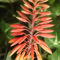 Maxifleur Kunstplanten Aloe Vera kunstplant 30cm rood in kweekpot