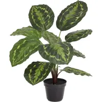 Maxifleur Kunstplanten Calathea Roseopicta kunstplant 50cm in kweekpot