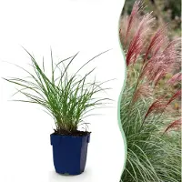 Green Boutiq - Grassen - Miscanthus sin. Red Chief - Pampusgras - Met Pluim - Groen - 1 Plant - Pot 11cm - Hoogte 15-25cm