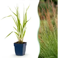 Green Boutiq - Grassen - Molinia caer. Heidebraut - Pijpestrootje - Met Pluim - Groen - 6 Planten - Pot 11cm - Hoogte 15-25cm
