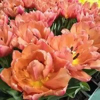 QFB Gardening Tulp Salmon Symbiose | 10 stuks | Dubbel vroeg | Zalm | Tulpenbollen