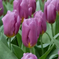QFB Gardening Tulp Copex | 10 stuks | Paars | Tulpenbollen | Snijbloem