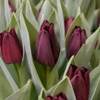 QFB Gardening Tulp Toendra | 10 stuks | Enkel vroeg | Zwart | Tulpenbollen