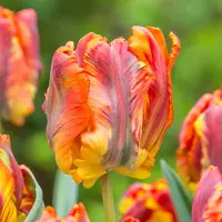 QFB Gardening Tulp Rasta Parrot | 10 stuks | Parkiet | Geel | Meerkleurig | Oranje | Groen |