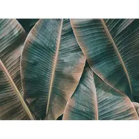 Living Walls 3D behang bladeren groen bruin, Vliesbehang palmbladeren, Jungle behang voor slaapkamer, Fotobehang met bladeren donkergroen, BRICOFLOR.nl