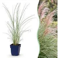 Green Boutiq - Grassen - Miscanthus sin. Morning Light - Pampusgras - Met Pluim - Zilver - 6 Planten - Pot 11cm - Hoogte 15-25cm