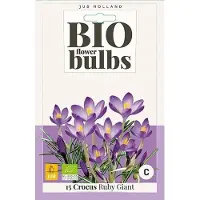 JUB X 15 Crocus Ruby Giant