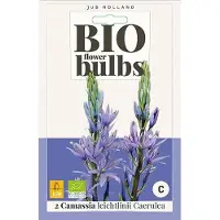 JUB X 2 Camassia leichtlinii Caerulea