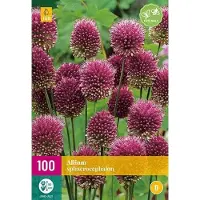 Jub holland - bloembollen - Allium/Sierui Sphaerocephalon - maat 5/6 - 100 stuks