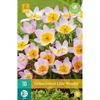 Jub holland - bloembollen - Tulpen Bakeri Lilac Wonder - maat 5/6 - 50 stuks