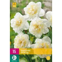 Jub holland - bloembollen - Narcissen Ice King - maat 12/14 - 15 stuks