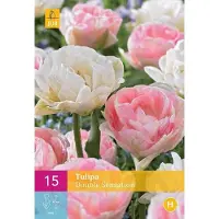 JUB Tulipa Double Sensation bloembollen 15 bollen Tulp