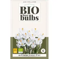 JUB X 10 Crocus Jeanne d'Arc