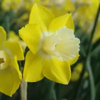 QFB Gardening Narcis Pipit | 10 stuks | Jonquilla | Geel | Narcissenbollen