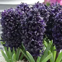 QFB Gardening Hyacint Midnight sky | 15 stuks | Zwart | Paars | Hyacintenbollen