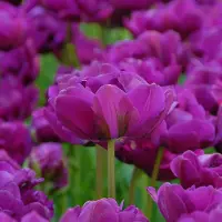 QFB Gardening Tulp Negrita Double | 10 stuks | Dubbel laat | Paars | Tulpenbollen