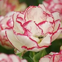 QFB Gardening Tulp Belicia | 10 stuks | Dubbel vroeg | Roze | Wit | Tulpenbollen