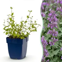 Green Boutiq - Vasteplant - Nepeta rac. Grog - Kattenkruid - Bijen- en vlinderlokkers - Blauw - 1 Plant - Pot 11cm - Hoogte 15-25cm