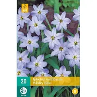 JUB X 20 Ipheion un. Wisley Blue